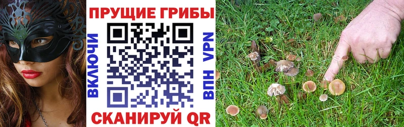 Галлюциногенные грибы Cubensis  купить наркотик  Пугачёв 